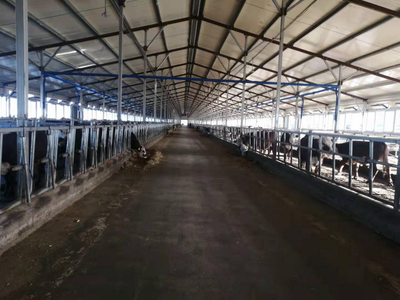 雙鴨山市 龍頭帶動，牛業起航，畜牧漁業飼料銷售新篇章