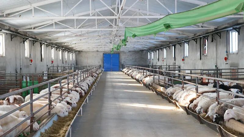 布爾津縣喀納斯生態畜牧科技園 科技賦能激發產業新活力，規模發展帶動畜牧漁業飼料銷售