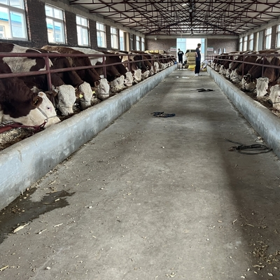 西門塔爾四代母牛價格走勢 三百至四百斤散養育肥牛市場與畜牧飼料銷售分析